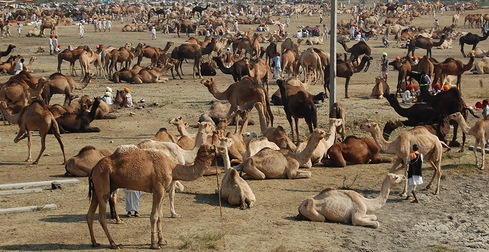 चन्द्रभागा मेला
