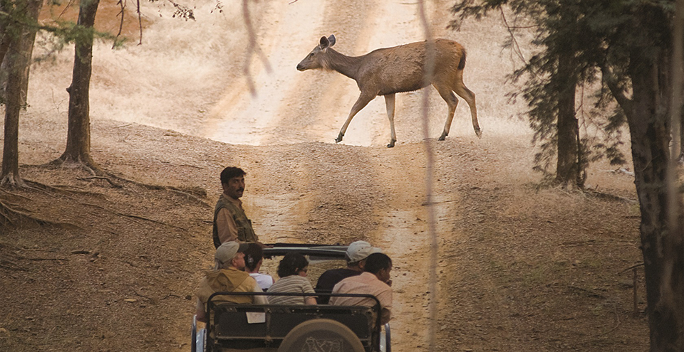 SAFARI AT RANTHAMBORE
