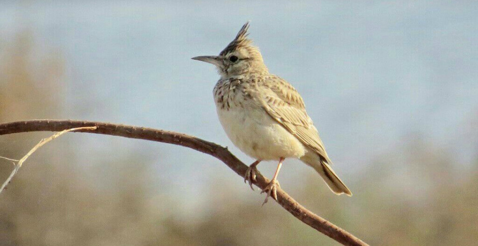 BIRD WATCHING AT BADOPAL