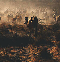 बाड़मेर