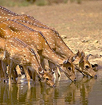 Spotted deer (Axis axis) in a forest Keoladeo National Park Rajasthan India  Poster Print by Panoramic Images (16 x 11) - Item # PPI125697 - Posterazzi