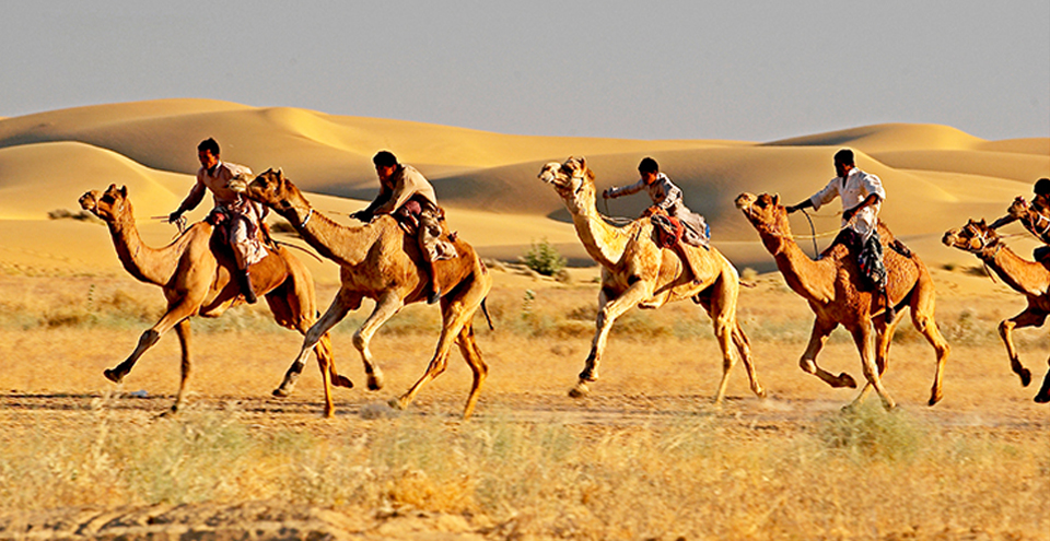 DESERT FESTIVAL