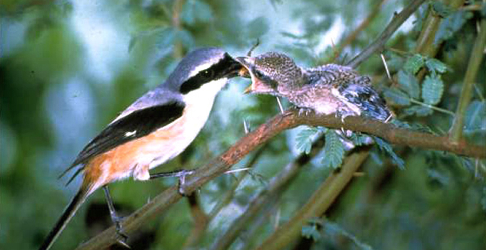 BIRD WATCHING AT KEOLADEO GHANA NATIONAL PARK